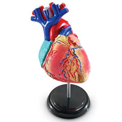 Anatomy Models