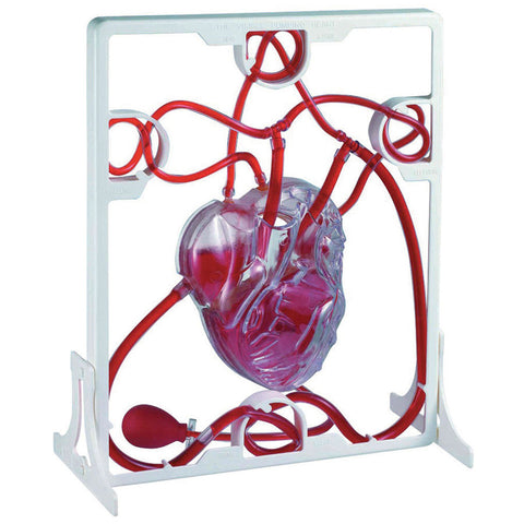 NEW! Pumping Heart Model