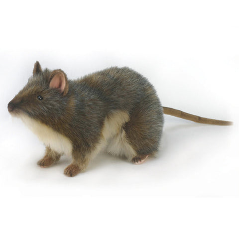 NEW! Animal Character - Bandicoot