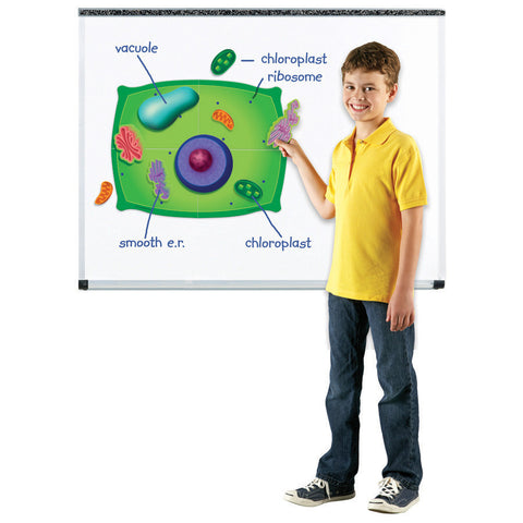 NEW! Magnetic Plant Cell