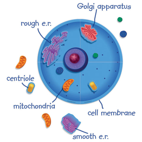 NEW! Magnetic Animal Cells