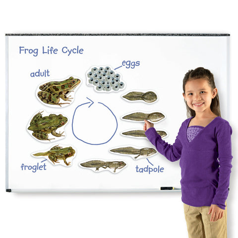 Giant Magnetic Frog Life Cycle
