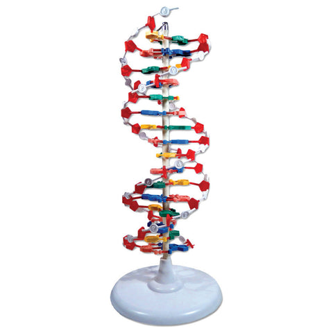 NEW! DNA Molecular Model Set