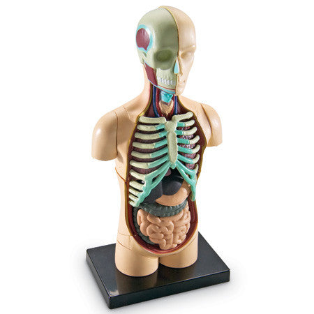 Anatomy Models