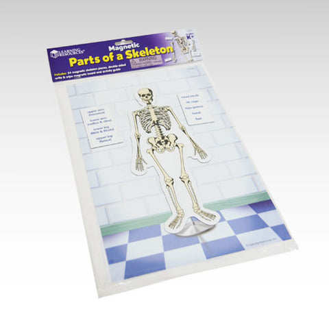 Magnetic Parts of a Skeleton *ON SALE*
