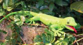 Gecko