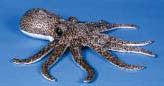 Cuttlefish