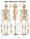 The Skeletal System