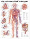 The Vascular System