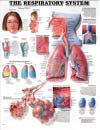 The Respiratory System