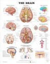 The Brain