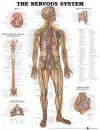 The Nervous System