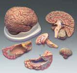 The Brain With Arteries