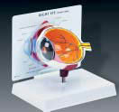 Cutaway Eye Model