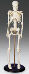 Budget Skeleton