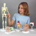Primary Level Teaching Mo